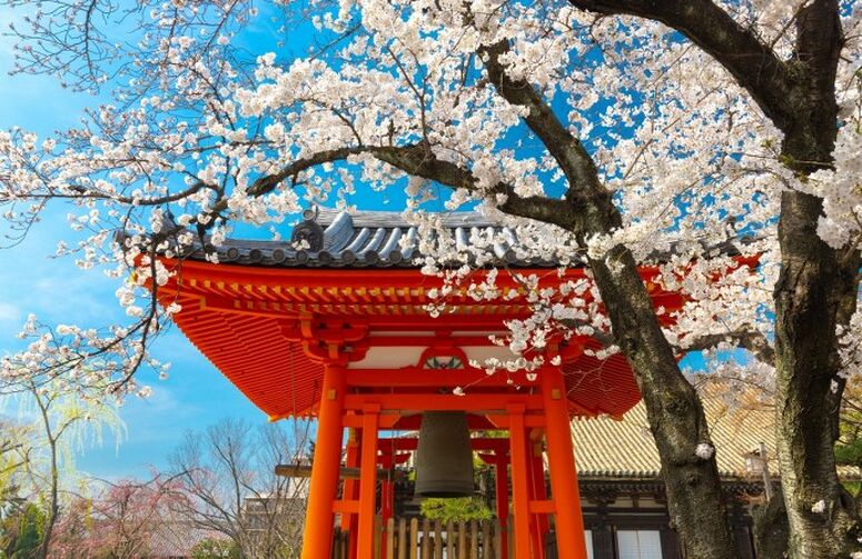 MSC Bellissima Japonya & Güney Kore & Tayvan 11 Gece THY - 10 Kasım 2025 FL001