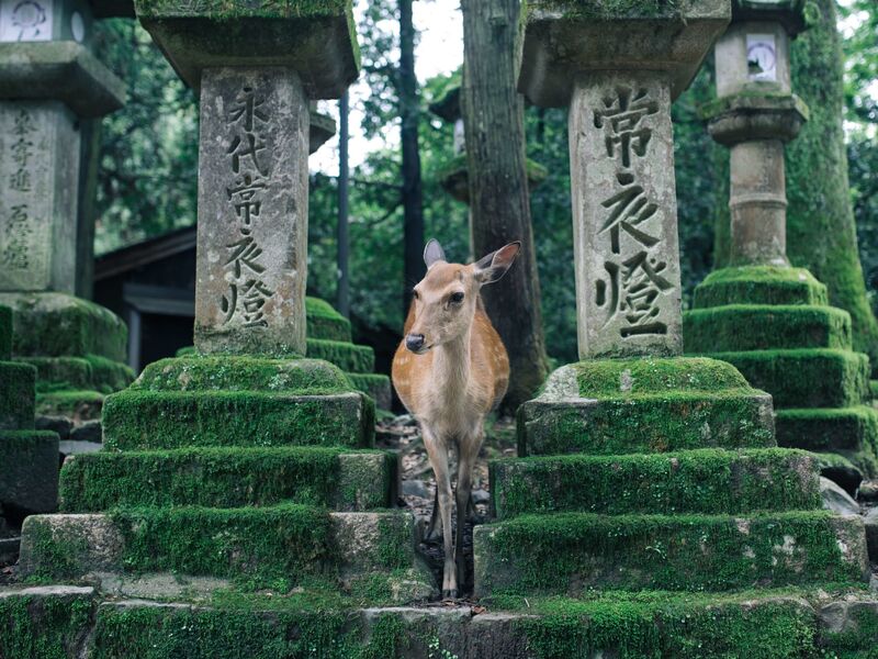 Süper Promo Direkt Sefer İle Japonya Turu